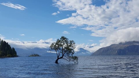 Wanaka Tree